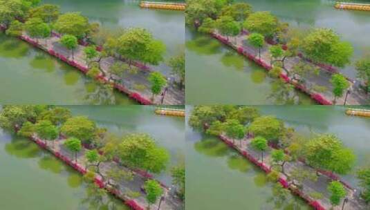 惠州西湖陈公提鱼木花高清在线视频素材下载