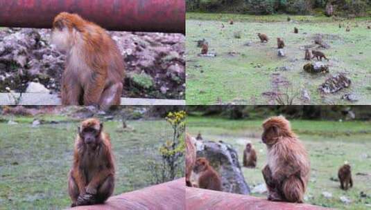 西藏 路边小猴子高清在线视频素材下载