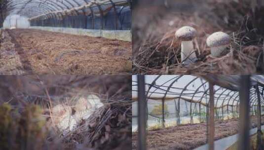大球盖菇种植高清在线视频素材下载