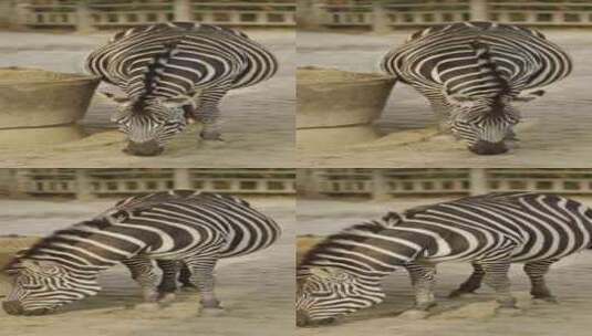 动物斑马吃食物特写视频高清在线视频素材下载