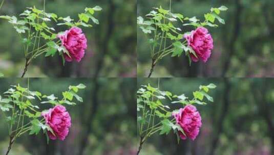 春天园林唯美牡丹春雨中盛开特写高清在线视频素材下载