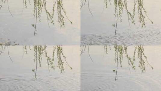 傍晚夕阳下金色湖面上轻轻摆动的柳树枝条高清在线视频素材下载
