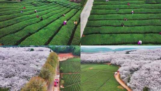4K航拍贵州安顺平坝樱花茶场景区风光高清在线视频素材下载