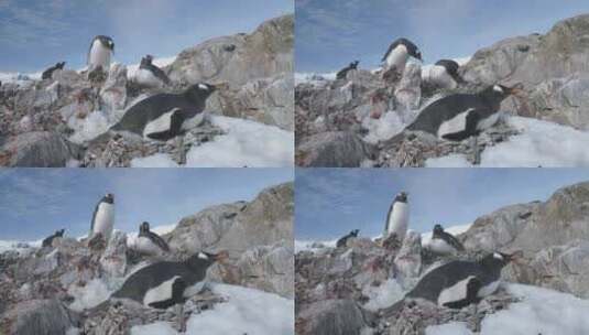 南极卵石巢巴布亚企鹅特写高清在线视频素材下载