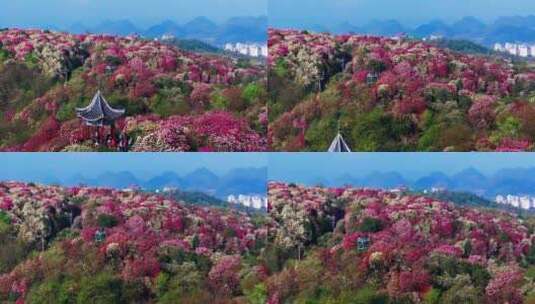 贵州毕节百里杜鹃景区航拍高清在线视频素材下载