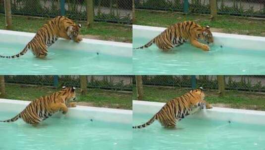 动物园里的老虎浸泡在一个有水的游泳池里，高清在线视频素材下载