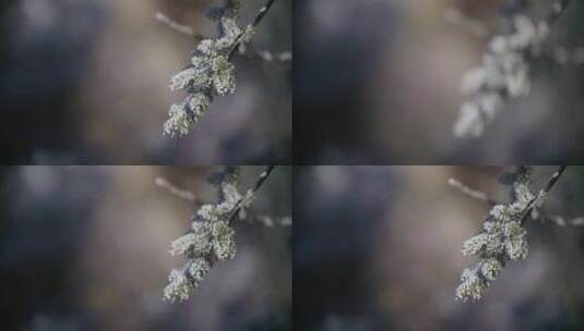 雪景 松林 霜冻 树枝高清在线视频素材下载
