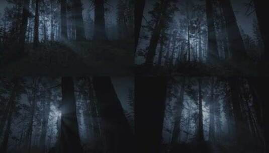 森林中的恐怖场景，神秘的树木，黑夜，月光高清在线视频素材下载