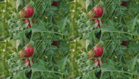 农田里成熟的小番茄高清在线视频素材下载