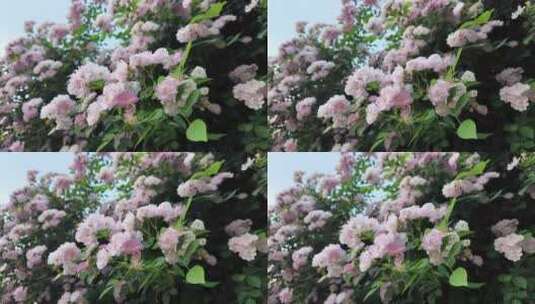 仰视蔷薇花丛变焦高清在线视频素材下载