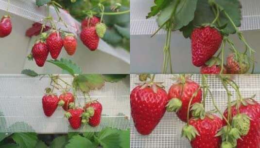 现代化温室大棚奶油草莓高清在线视频素材下载