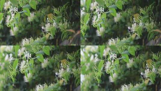 雨后美丽白色金银花特写高清在线视频素材下载