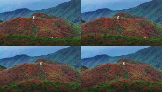 长沙浏阳大围山森林公园杜鹃花海航拍高清在线视频素材下载