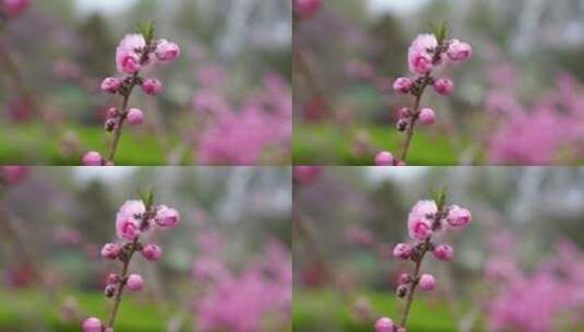 秦皇岛 花海  4k 高清 原 素材高清在线视频素材下载