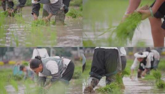 插秧芒种高清在线视频素材下载