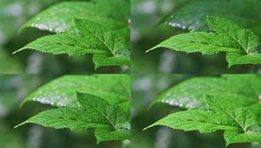 夏季早晨阳光植物叶子上的露水水珠高清在线视频素材下载