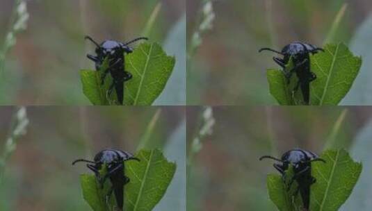 黑色甲虫在吃树叶高清在线视频素材下载