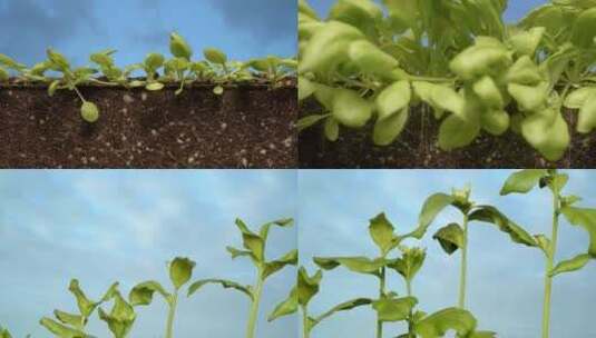 植物生长延时农作物生根油菜发芽成长春天高清在线视频素材下载