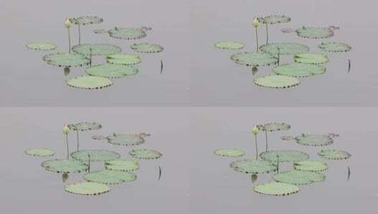 夏日荷塘荷花倒影空镜高清在线视频素材下载