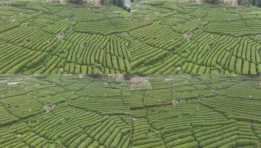 茶园采茶，春茶高清在线视频素材下载
