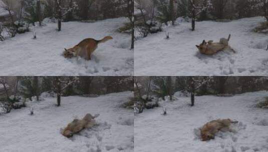 躺在雪地上的狗高清在线视频素材下载