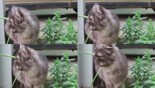 猫的特写镜头高清在线视频素材下载