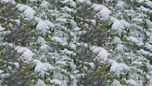 冬天雪天树枝树叶被雪覆盖的风景高清在线视频素材下载