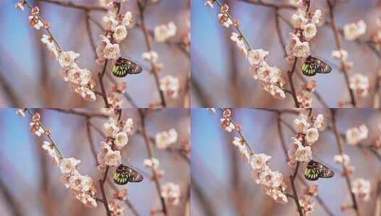 梅花蝴蝶授粉高清在线视频素材下载