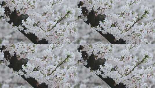 风中摇曳的淡雅樱花特写高清在线视频素材下载