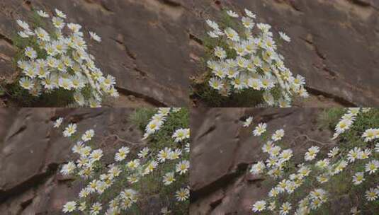 悬崖绝壁上盛开的太行菊【套组素材】05高清在线视频素材下载