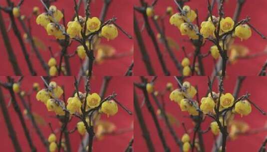 红墙金黄腊梅花朵盛开特写高清在线视频素材下载
