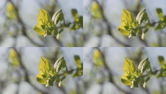 春天刚刚发芽的柳枝高清在线视频素材下载