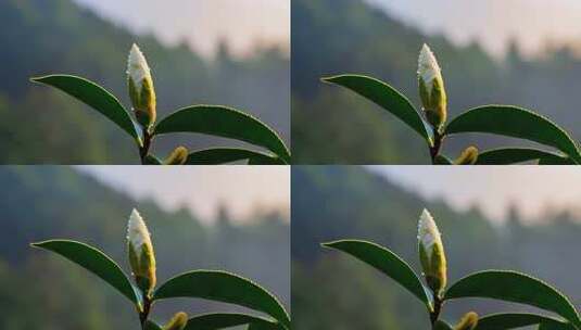 茶花 山茶花 茶花盛开延时 茶花特写高清在线视频素材下载