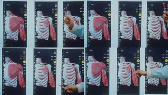 人体肩部肌肉骨骼3D模型展示高清在线视频素材下载