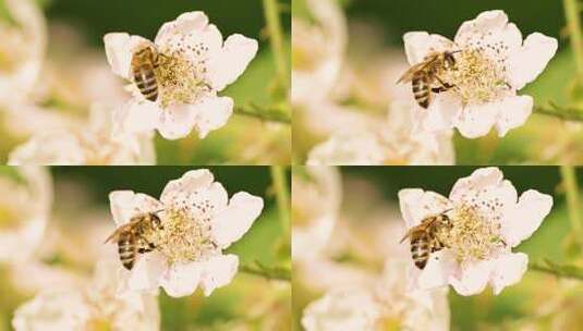 蜜蜂 花 开花高清在线视频素材下载