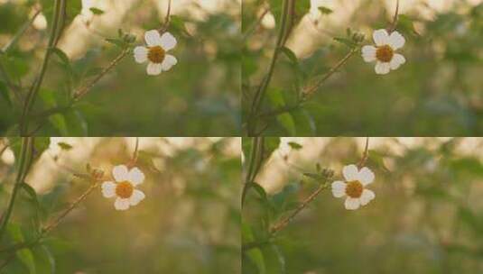 野花小花花瓣特写移动运镜高清在线视频素材下载