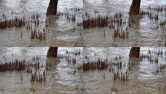 深圳西湾红树林湿地公园高清在线视频素材下载