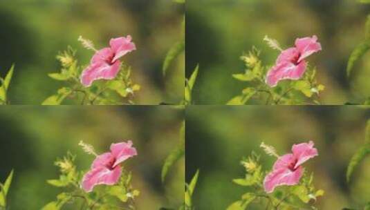 3767_粉红色花朵的特写高清在线视频素材下载