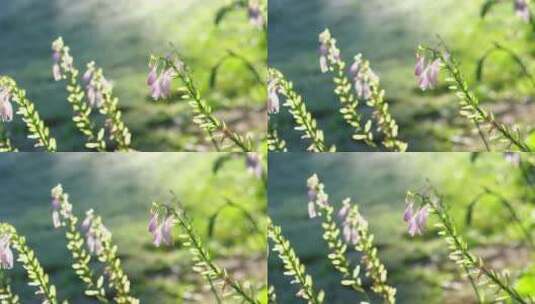 夏天清晨阳光下花园里带露珠的花朵高清在线视频素材下载