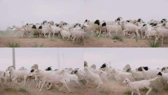 羊群奔跑 4k mov 25fps高清在线视频素材下载