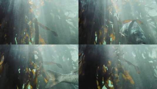 水下的鱼和水草的特写镜头高清在线视频素材下载
