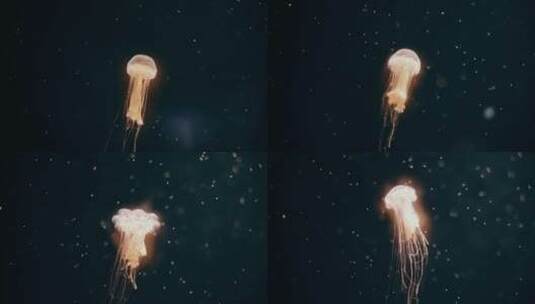 水母在水下游泳特写高清在线视频素材下载