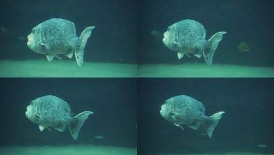 高清实拍水下的鱼高清在线视频素材下载