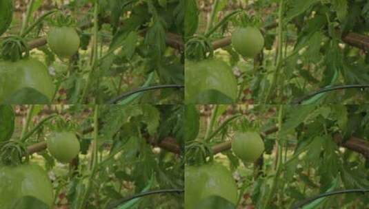 未成熟的番茄高清在线视频素材下载
