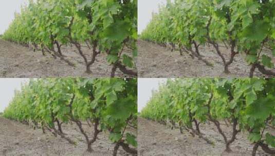 葡萄种植基地高清在线视频素材下载