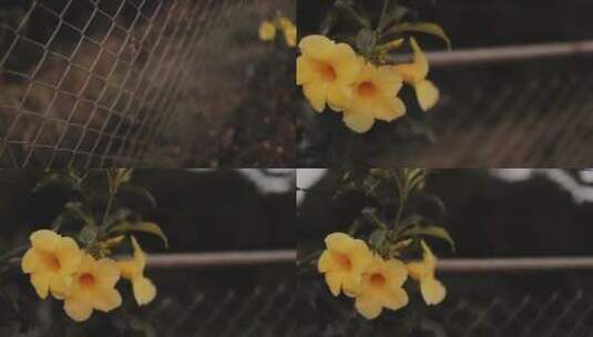 铁丝篱笆上的黄色铃铛花高清在线视频素材下载