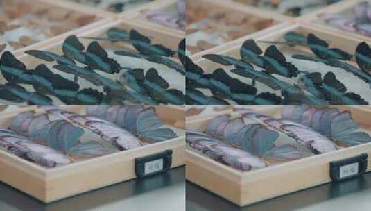竹节虫蝴蝶标本高清在线视频素材下载
