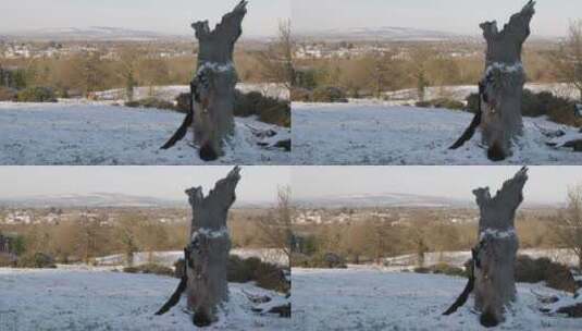 积雪覆盖的乡村枯树树桩高清在线视频素材下载