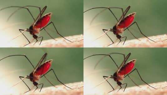 蚊子叮咬人的皮肤特写高清在线视频素材下载