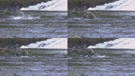 一只阿拉斯加熊在河里捕捉鲑鱼高清在线视频素材下载